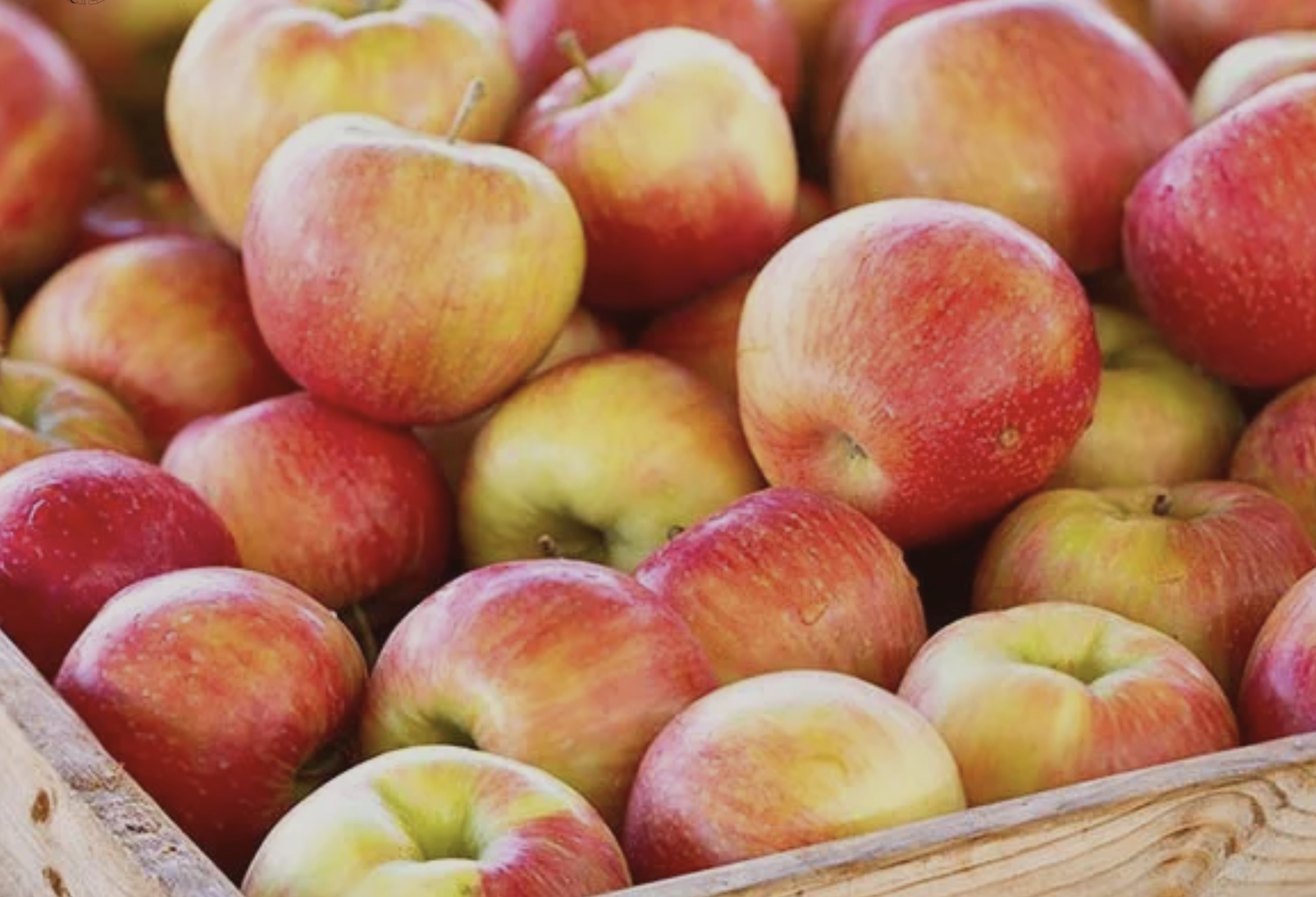 Apple Day - Cressing Temple Barns
